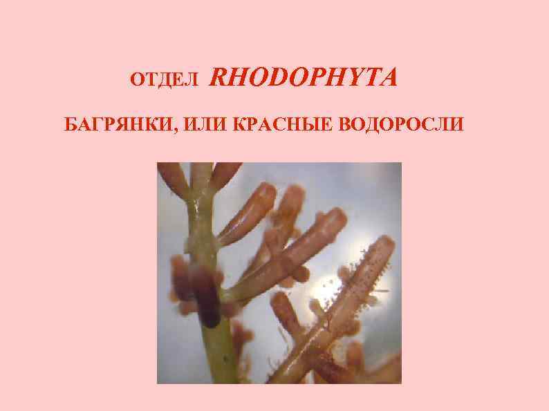 ОТДЕЛ RHODOPHYTA БАГРЯНКИ, ИЛИ КРАСНЫЕ ВОДОРОСЛИ 