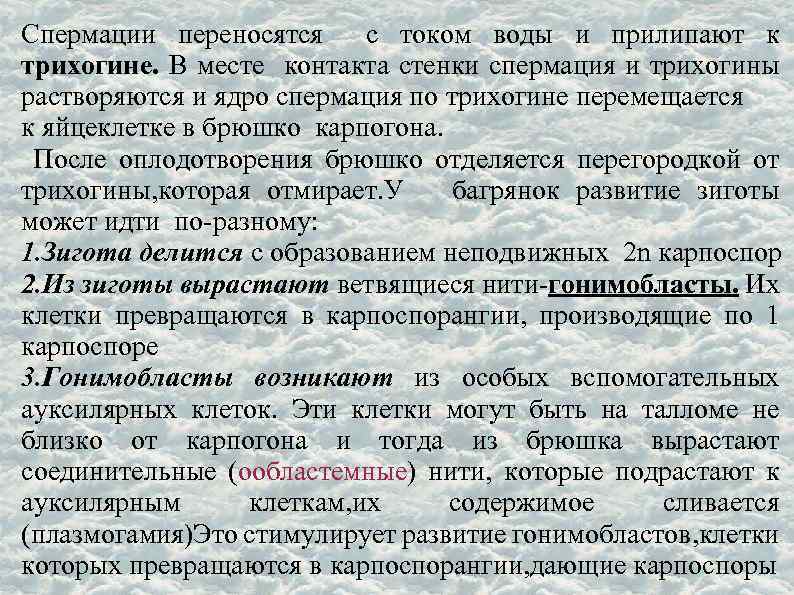 Спермации переносятся с током воды и прилипают к трихогине. В месте контакта стенки спермация