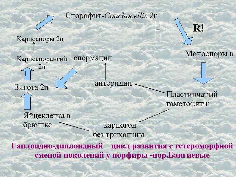 Систематику водорослей