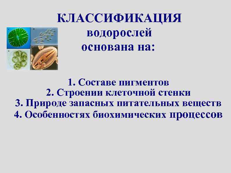 КЛАССИФИКАЦИЯ водорослей основана на: 1. Составе пигментов 2. Строении клеточной стенки 3. Природе запасных