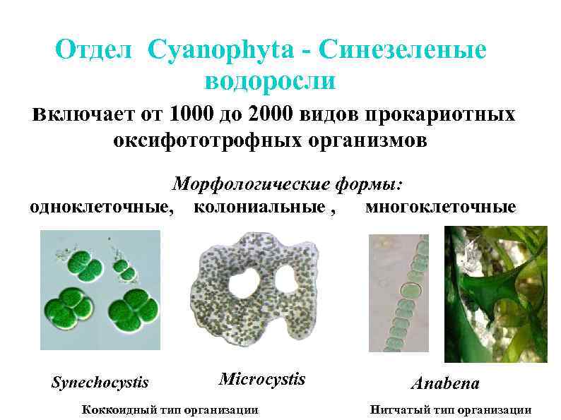 Отдел Cyanophyta - Синезеленые водоросли включает от 1000 до 2000 видов прокариотных оксифототрофных организмов