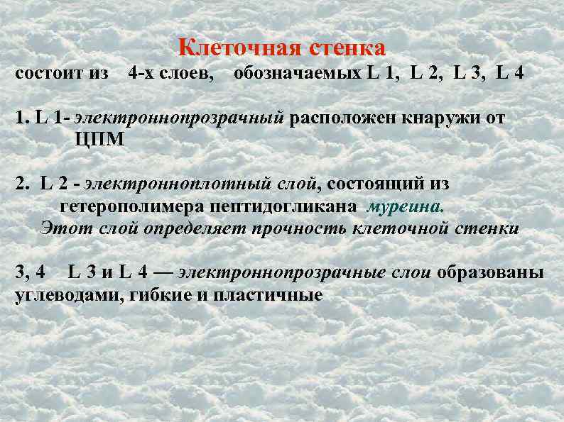 Клеточная стенка состоит из 4 -х слоев, обозначаемых L 1, L 2, L 3,