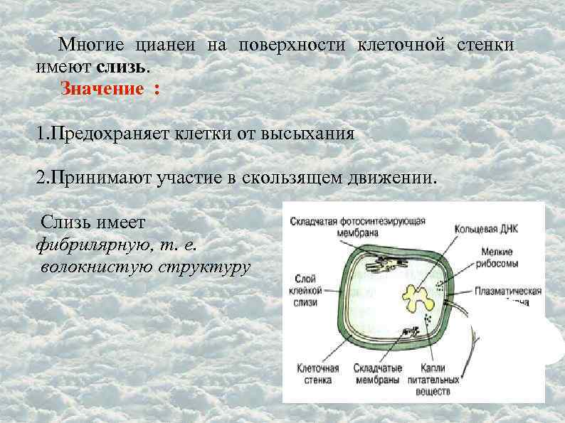 Многие цианеи на поверхности клеточной стенки имеют слизь. Значение : 1. Предохраняет клетки от