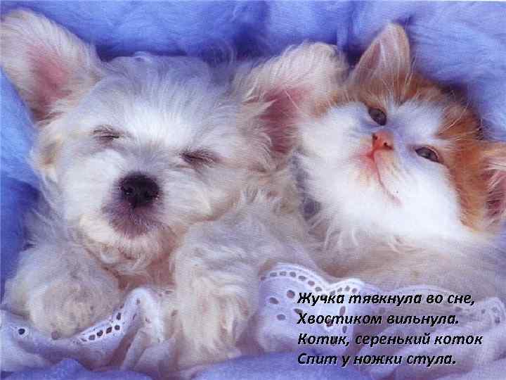 Жучка тявкнула во сне, Хвостиком вильнула. Котик, серенький коток Спит у ножки стула. 