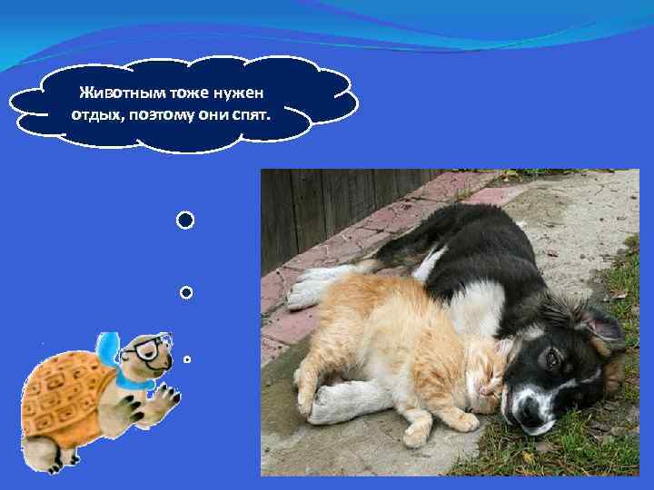 Животным тоже нужен отдых, поэтому они спят. 