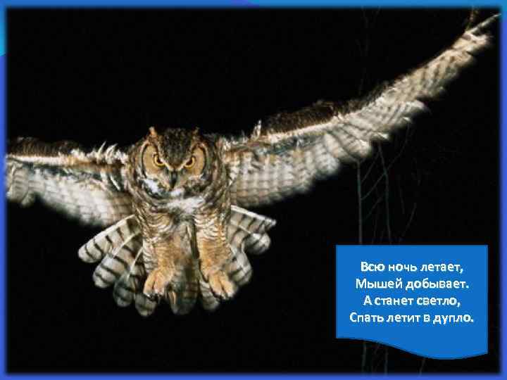 Всю ночь летает, Мышей добывает. А станет светло, Спать летит в дупло. 