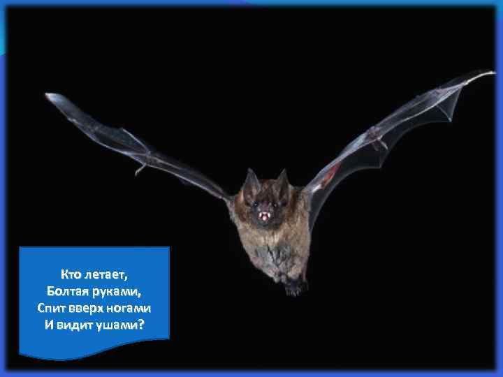 Кто летает, Болтая руками, Спит вверх ногами И видит ушами? 