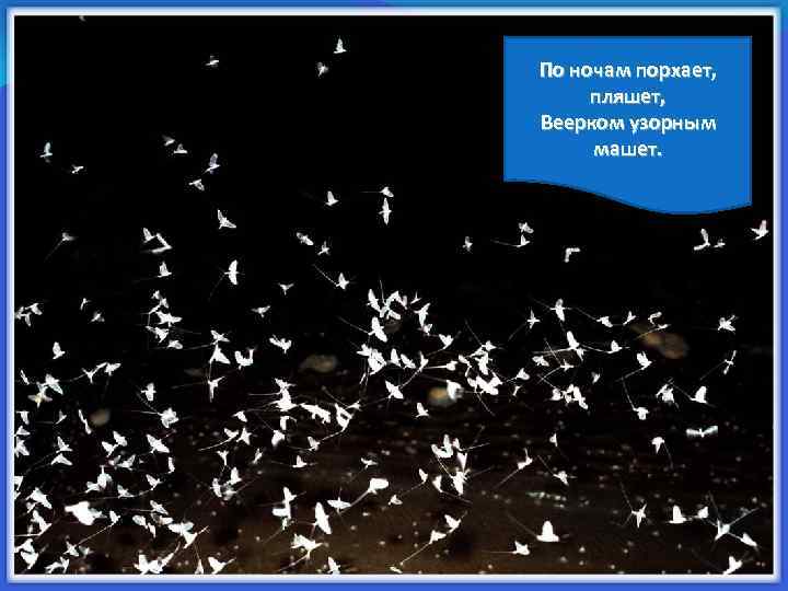 По ночам порхает, пляшет, Веерком узорным машет. 