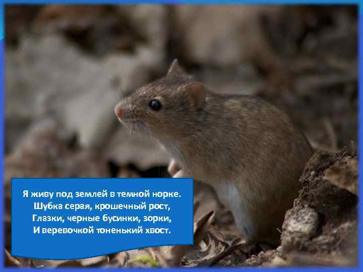 Я живу под землей в темной норке. Шубка серая, крошечный рост, Глазки, черные бусинки,