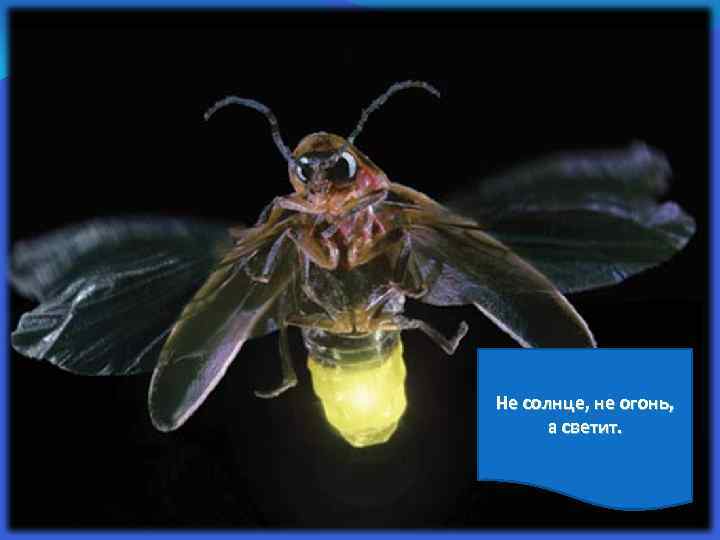Не солнце, не огонь, а светит. 