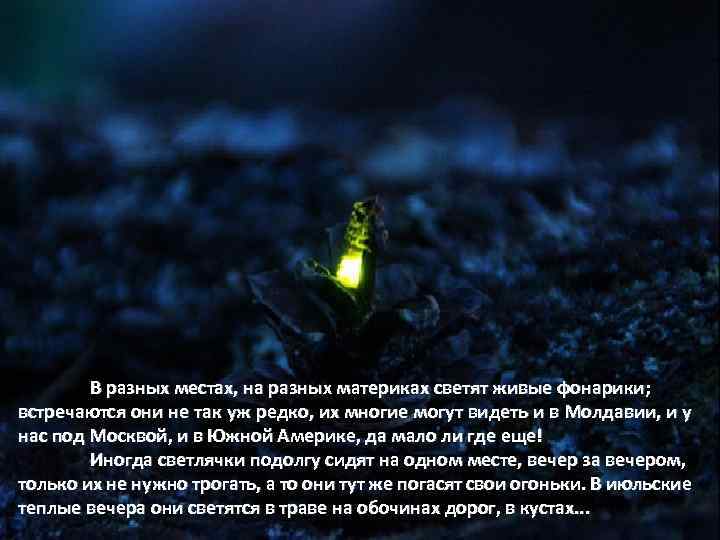 В разных местах, на разных материках светят живые фонарики; встречаются они не так уж