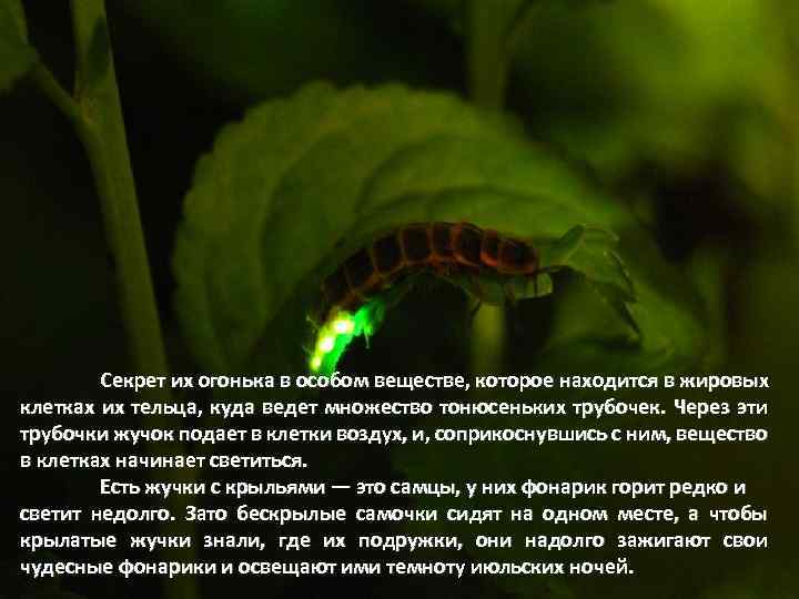 Секрет их огонька в особом веществе, которое находится в жировых клетках их тельца, куда