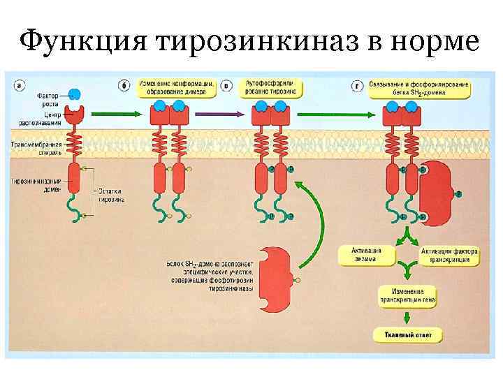 Функция тирозинкиназ в норме 