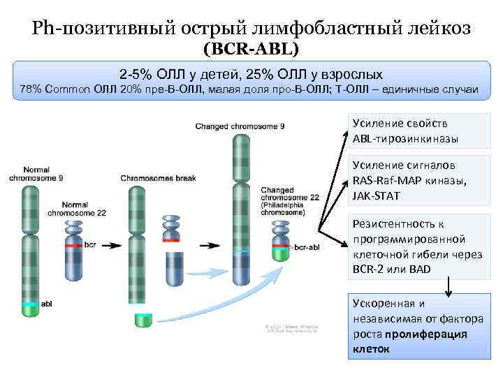 Острый лимфобластный лейкоз клинические рекомендации у детей. Лимфобластные лейкозы классификация. Терапия острого лимфобластного лейкоза. Острый лимфобластный лейкоз Тип злокачественных клеток.