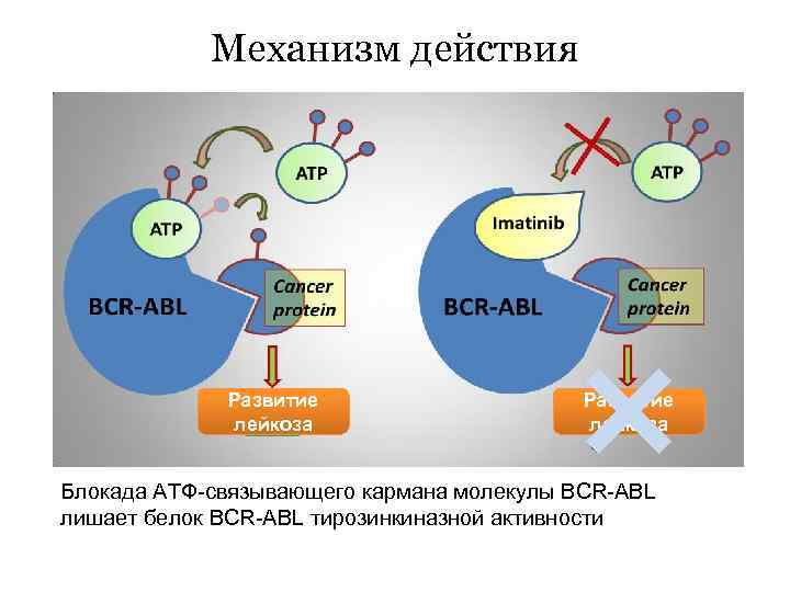 Механизм действия Развитие лейкоза Блокада АТФ-связывающего кармана молекулы BCR-ABL лишает белок BCR-ABL тирозинкиназной активности