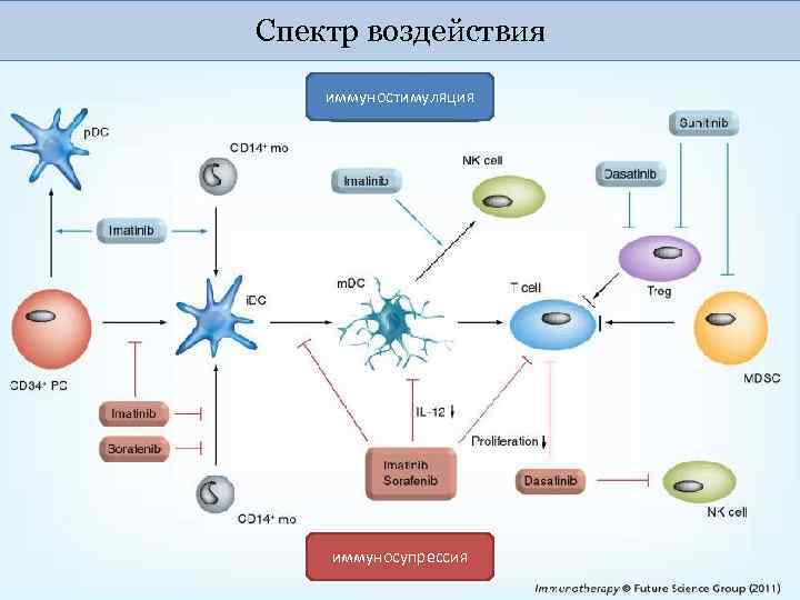 Спектр воздействия иммуностимуляция иммуносупрессия 