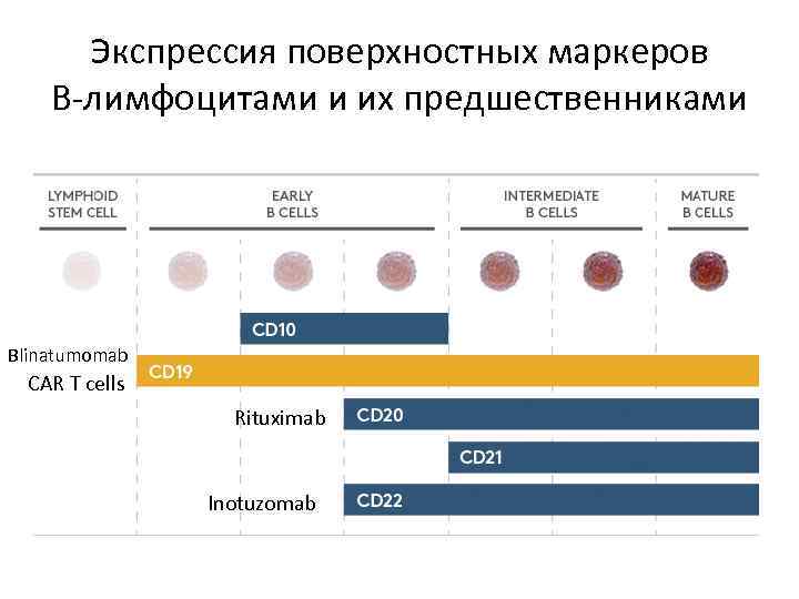 Экспрессия поверхностных маркеров В-лимфоцитами и их предшественниками Blinatumomab CAR T cells Rituximab Inotuzomab 