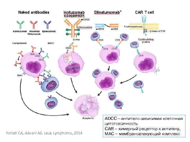 Portell CA, Advani AS. Leuk Lymphoma, 2014 ADCC – антитело-зависимая клеточная цитотоксичность CAR –