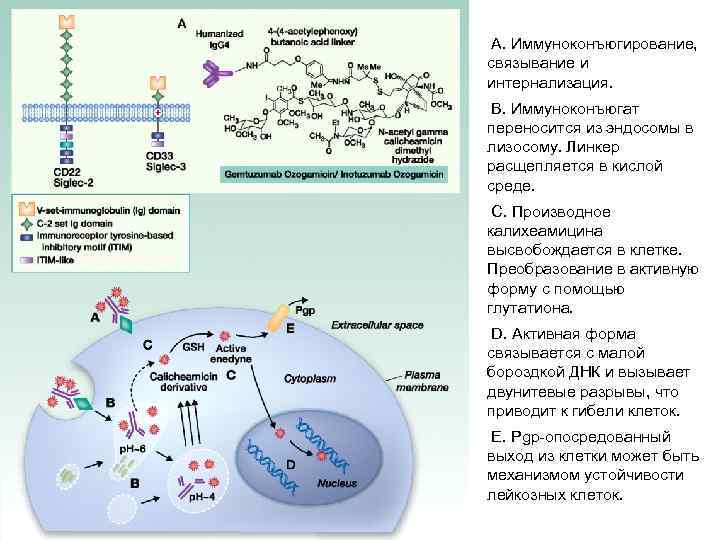 А. Иммуноконъюгирование, связывание и интернализация. B. Иммуноконъюгат переносится из эндосомы в лизосому. Линкер расщепляется