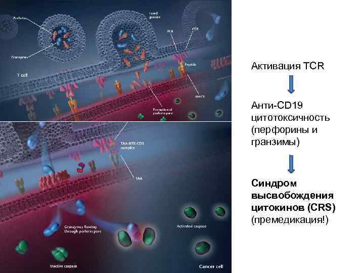 Активация TCR Анти-CD 19 цитотоксичность (перфорины и гранзимы) Синдром высвобождения цитокинов (CRS) (премедикация!) 