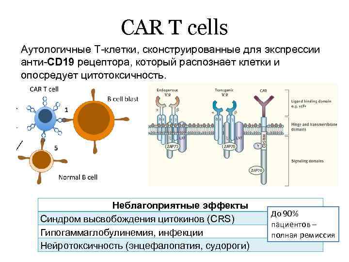 CAR T cells Аутологичные Т-клетки, сконструированные для экспрессии анти-CD 19 рецептора, который распознает клетки