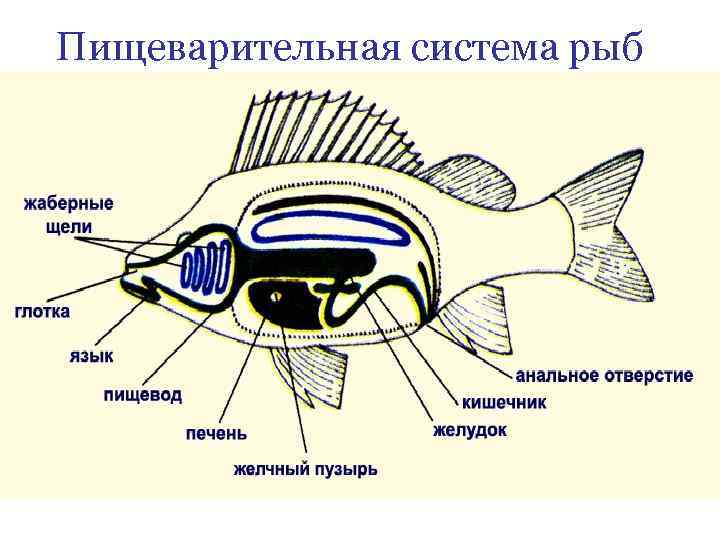 Пищеварительная система рыб 