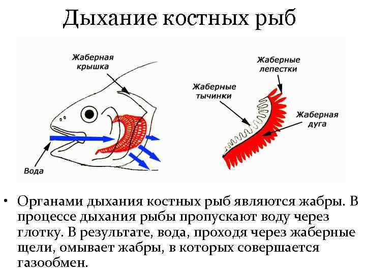 Дыхание костных рыб • Органами дыхания костных рыб являются жабры. В процессе дыхания рыбы