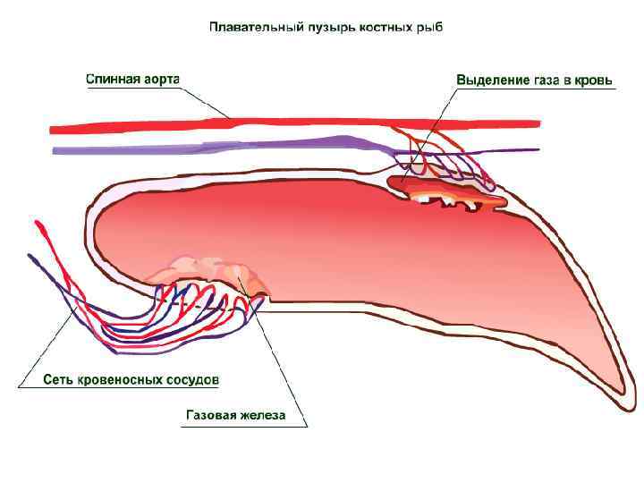 Костные рыбы пузырь