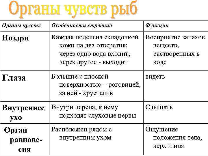 Особенности чувств. Особенности строения органов чувств у рыб. Органы чувств костных рыб и значение. Органы чувств рыбы таблица 7 класс биология. Органы чувств рыб таблица.