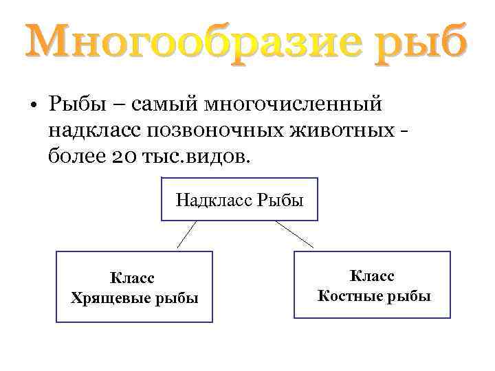  • Рыбы – самый многочисленный надкласс позвоночных животных более 20 тыс. видов. Надкласс