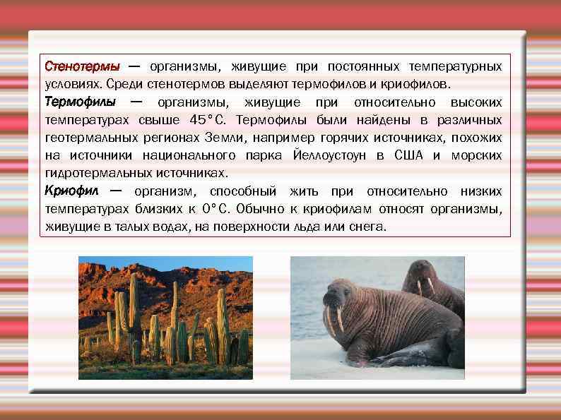 Стенотермы ─ организмы, живущие при постоянных температурных условиях. Среди стенотермов выделяют термофилов и криофилов.