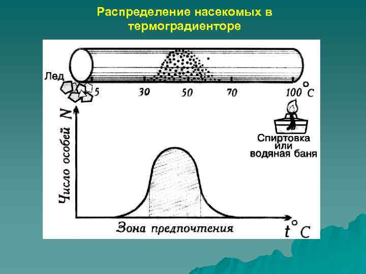 Распределение насекомых в термоградиенторе 