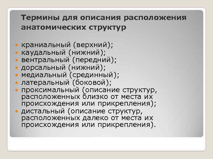 Термины для описания расположения анатомических структур краниальный (верхний); каудальный (нижний); вентральный (передний); дорсальный (нижний);