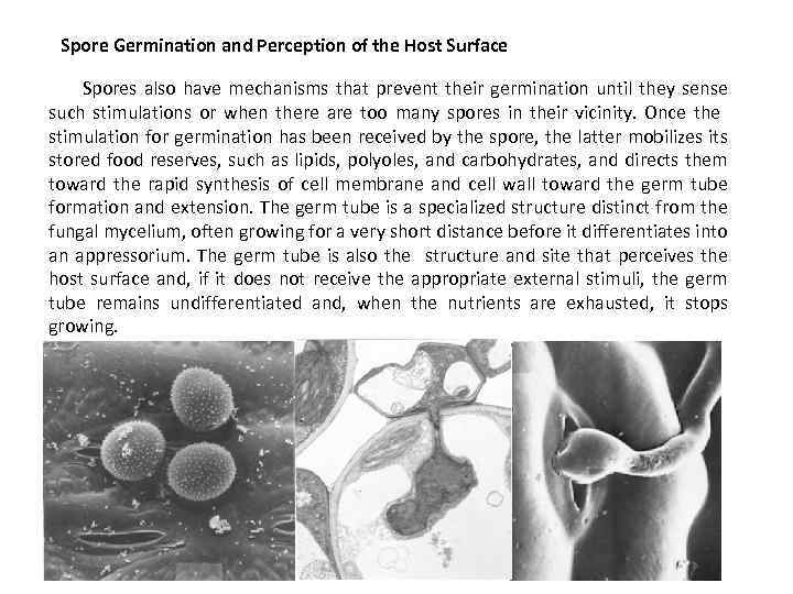 Spore Germination and Perception of the Host Surface Spores also have mechanisms that prevent