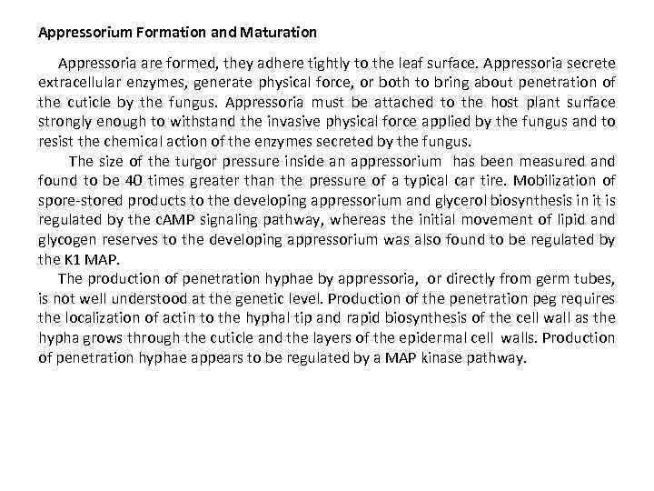 Appressorium Formation and Maturation Appressoria are formed, they adhere tightly to the leaf surface.