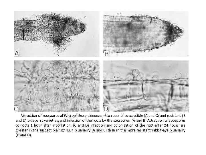 Attraction of zoospores of Phytophthora cinnamomi to roots of susceptible (A and C) and