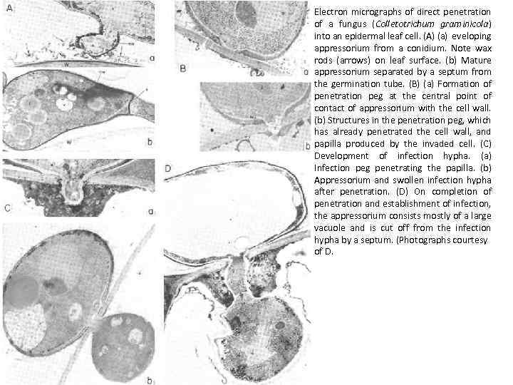 Electron micrographs of direct penetration of a fungus (Colletotrichum graminicola) into an epidermal leaf