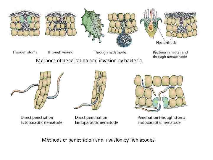 Methods of penetration and invasion by bacteria. Methods of penetration and invasion by nematodes.