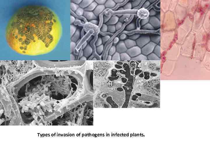 Types of invasion of pathogens in infected plants. 