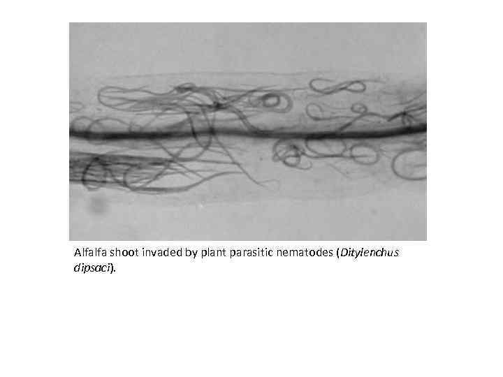 Alfalfa shoot invaded by plant parasitic nematodes (Ditylenchus dipsaci). 