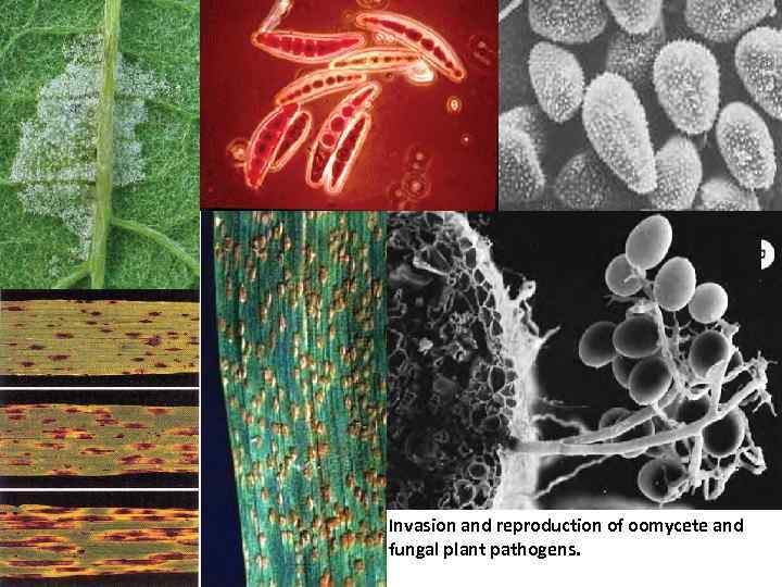 Invasion and reproduction of oomycete and fungal plant pathogens. 