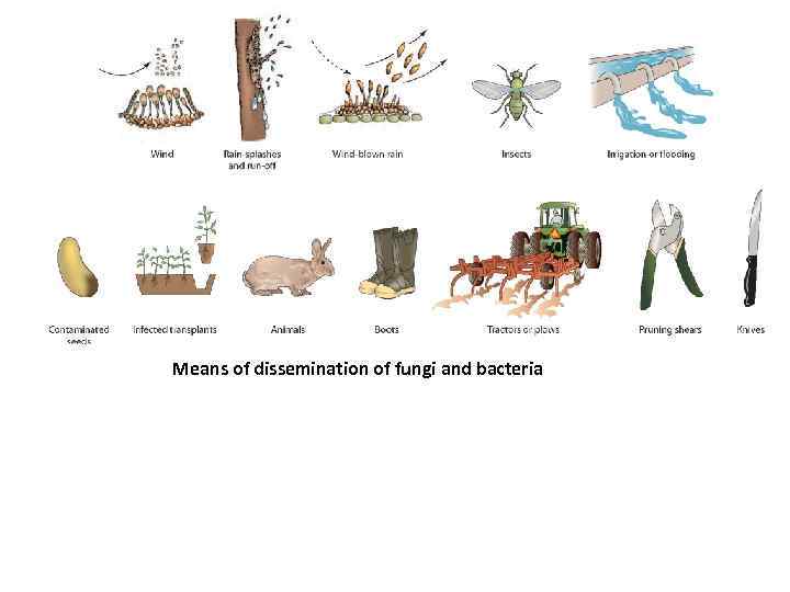 Means of dissemination of fungi and bacteria 