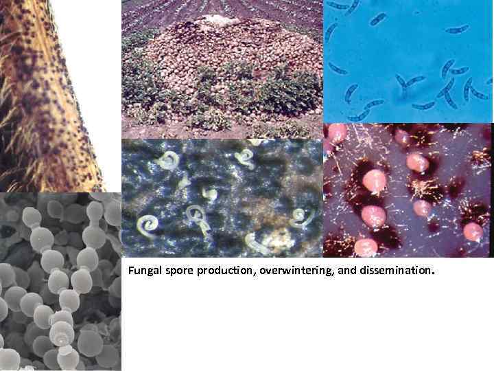 Fungal spore production, overwintering, and dissemination. 