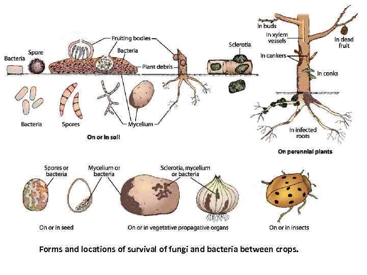 Forms and locations of survival of fungi and bacteria between crops. 