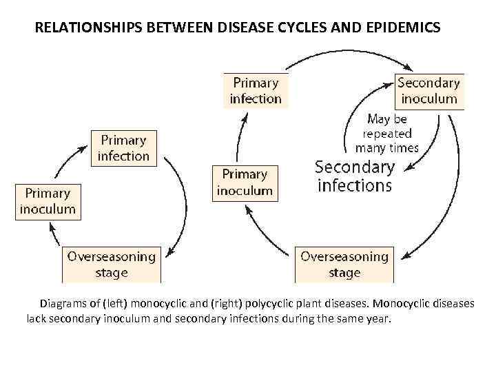 RELATIONSHIPS BETWEEN DISEASE CYCLES AND EPIDEMICS Diagrams of (left) monocyclic and (right) polycyclic plant