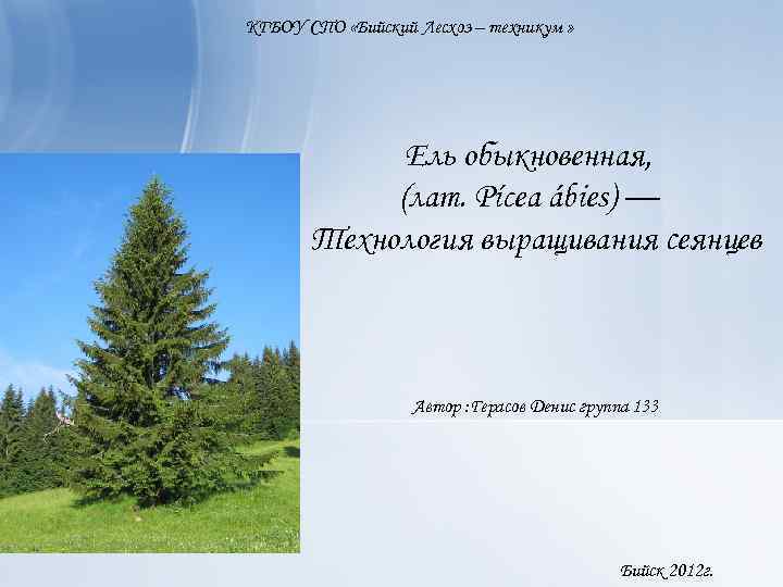 КГБОУ СПО «Бийский Лесхоз – техникум » Ель обыкновенная, (лат. Pícea ábies) — Технология