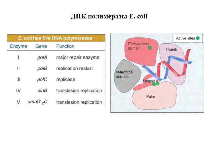 Днк полимеразой. ДНК полимераза 1 e coli. Строение ДНК полимеразы 3. ДНК полимеразы прокариот функции. ДНК полимеразы в e.coli.