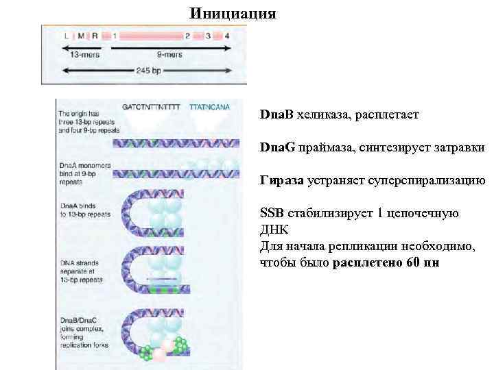 Инициация Dna. B хеликаза, расплетает Dna. G праймаза, синтезирует затравки Гираза устраняет суперспирализацию SSB
