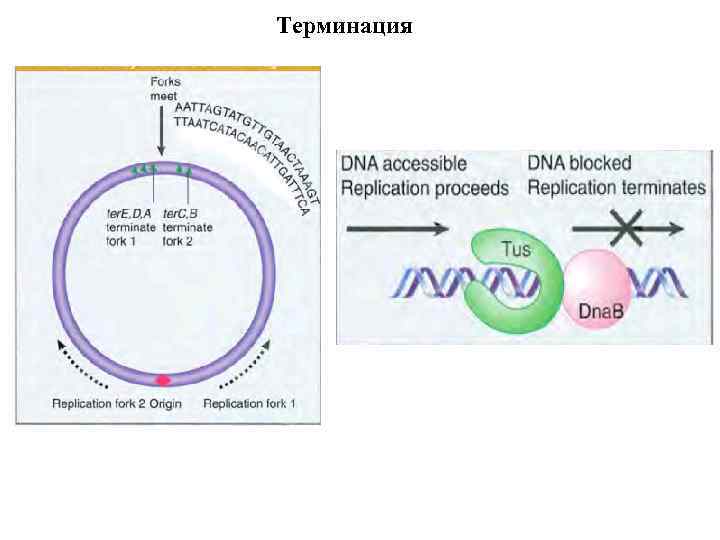 Терминация 