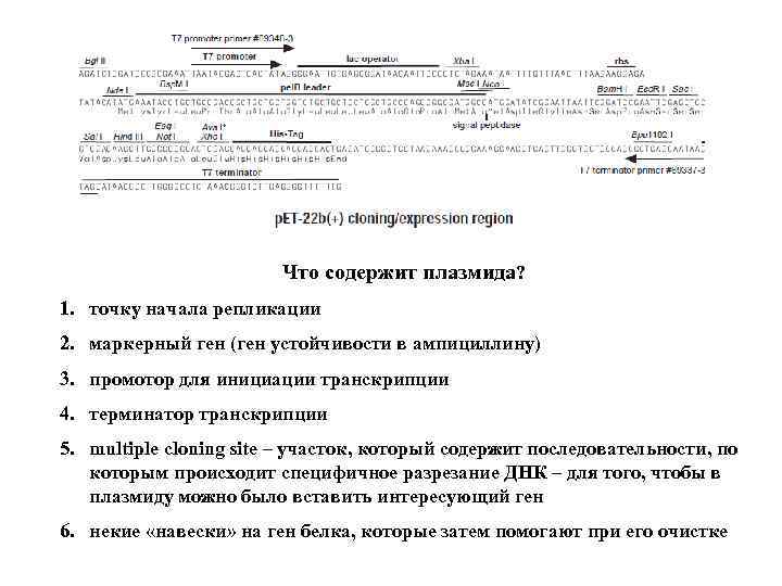 Что содержит плазмида? 1. точку начала репликации 2. маркерный ген (ген устойчивости в ампициллину)